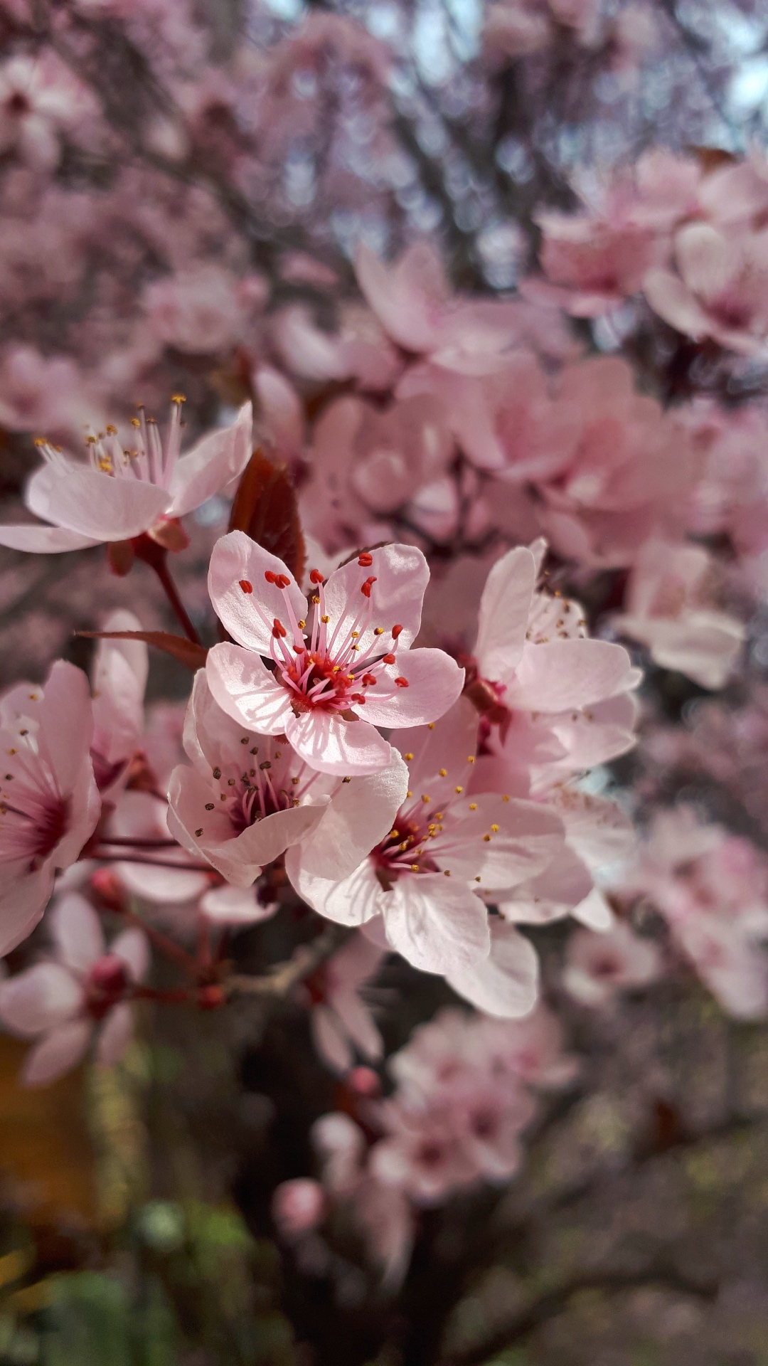 Kirschblüten in voller Pracht